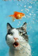 photo of cat and fish bowl